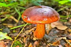 Pilz Fotografie im Photo-To-Art Stil. die kleinen Waldbewohner im Schatten des Unterholzes.
