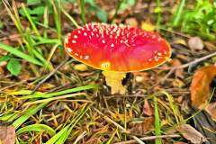 Pilz Fotografie im Photo-To-Art Stil. die kleinen Waldbewohner im Schatten des Unterholzes.