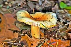 Pilz Fotografie im Photo-To-Art Stil. die kleinen Waldbewohner im Schatten des Unterholzes. Pilz Fotografie im Photo-To-Art Stil. die kleinen Waldbewohner im Schatten des Unterholzes.