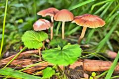 Pilz Fotografie im Photo-To-Art Stil. die kleinen Waldbewohner im Schatten des Unterholzes.