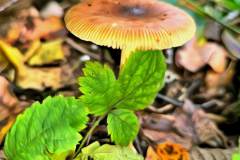 Pilz Fotografie im Photo-To-Art Stil. die kleinen Waldbewohner im Schatten des Unterholzes.