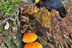 Pilz Fotografie im Photo-To-Art Stil. die kleinen Waldbewohner im Schatten des Unterholzes.