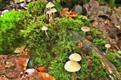 Pilz Fotografie im Photo-To-Art Stil. die kleinen Waldbewohner im Schatten des Unterholzes.