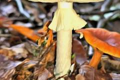 Pilz Fotografie im Photo-To-Art Stil. die kleinen Waldbewohner im Schatten des Unterholzes.
