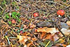 Pilz Fotografie im Photo-To-Art Stil. die kleinen Waldbewohner im Schatten des Unterholzes.
