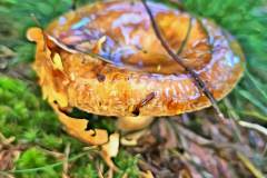 Pilz Fotografie im Photo-To-Art Stil. die kleinen Waldbewohner im Schatten des Unterholzes.