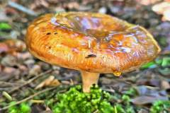 Pilz Fotografie im Photo-To-Art Stil. die kleinen Waldbewohner im Schatten des Unterholzes.