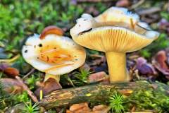 Pilz Fotografie im Photo-To-Art Stil. die kleinen Waldbewohner im Schatten des Unterholzes.