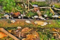 Pilz Fotografie im Photo-To-Art Stil. die kleinen Waldbewohner im Schatten des Unterholzes.