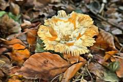 Pilz Fotografie im Photo-To-Art Stil. die kleinen Waldbewohner im Schatten des Unterholzes. Pilz Fotografie im Photo-To-Art Stil. die kleinen Waldbewohner im Schatten des Unterholzes.