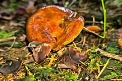 Pilz Fotografie im Photo-To-Art Stil. die kleinen Waldbewohner im Schatten des Unterholzes.