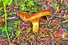 Pilz Fotografie im Photo-To-Art Stil. die kleinen Waldbewohner im Schatten des Unterholzes.