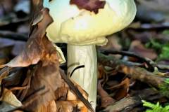 Pilz Fotografie im Photo-To-Art Stil. die kleinen Waldbewohner im Schatten des Unterholzes.