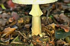 Pilz Fotografie im Photo-To-Art Stil. die kleinen Waldbewohner im Schatten des Unterholzes.