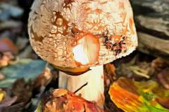 Pilz Fotografie im Photo-To-Art Stil. die kleinen Waldbewohner im Schatten des Unterholzes.