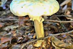 Pilz Fotografie im Photo-To-Art Stil. die kleinen Waldbewohner im Schatten des Unterholzes.