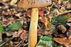 Pilz Fotografie im Photo-To-Art Stil. die kleinen Waldbewohner im Schatten des Unterholzes.