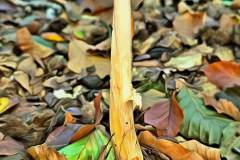Pilz Fotografie im Photo-To-Art Stil. die kleinen Waldbewohner im Schatten des Unterholzes.