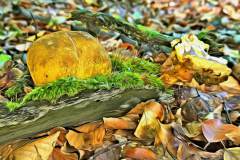 Pilz Fotografie im Photo-To-Art Stil. die kleinen Waldbewohner im Schatten des Unterholzes.
