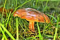 Pilz Fotografie im Photo-To-Art Stil. die kleinen Waldbewohner im Schatten des Unterholzes. Pilz Fotografie im Photo-To-Art Stil. die kleinen Waldbewohner im Schatten des Unterholzes.