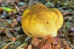 Pilz Fotografie im Photo-To-Art Stil. die kleinen Waldbewohner im Schatten des Unterholzes.