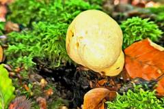 Pilz Fotografie im Photo-To-Art Stil. die kleinen Waldbewohner im Schatten des Unterholzes.