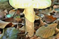 Pilz Fotografie im Photo-To-Art Stil. die kleinen Waldbewohner im Schatten des Unterholzes.