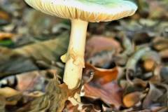 Pilz Fotografie im Photo-To-Art Stil. die kleinen Waldbewohner im Schatten des Unterholzes.
