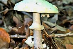 Pilz Fotografie im Photo-To-Art Stil. die kleinen Waldbewohner im Schatten des Unterholzes.