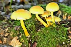 Pilz Fotografie im Photo-To-Art Stil. die kleinen Waldbewohner im Schatten des Unterholzes.