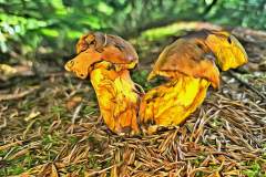 Pilz Fotografie im Photo-To-Art Stil. die kleinen Waldbewohner im Schatten des Unterholzes.