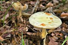 Pilz Fotografie im Photo-To-Art Stil. die kleinen Waldbewohner im Schatten des Unterholzes.