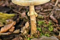Pilz Fotografie im Photo-To-Art Stil. die kleinen Waldbewohner im Schatten des Unterholzes.