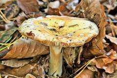 Pilz Fotografie im Photo-To-Art Stil. die kleinen Waldbewohner im Schatten des Unterholzes.