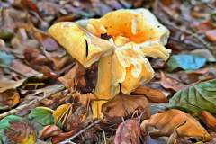 Pilz Fotografie im Photo-To-Art Stil. die kleinen Waldbewohner im Schatten des Unterholzes.