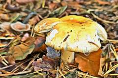 Pilz Fotografie im Photo-To-Art Stil. die kleinen Waldbewohner im Schatten des Unterholzes. Pilz Fotografie im Photo-To-Art Stil. die kleinen Waldbewohner im Schatten des Unterholzes.