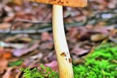 Pilz Fotografie im Photo-To-Art Stil. die kleinen Waldbewohner im Schatten des Unterholzes.