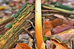 Pilz Fotografie im Photo-To-Art Stil. die kleinen Waldbewohner im Schatten des Unterholzes. Pilz Fotografie im Photo-To-Art Stil. die kleinen Waldbewohner im Schatten des Unterholzes.