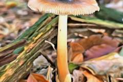 Pilz Fotografie im Photo-To-Art Stil. die kleinen Waldbewohner im Schatten des Unterholzes. Pilz Fotografie im Photo-To-Art Stil. die kleinen Waldbewohner im Schatten des Unterholzes.