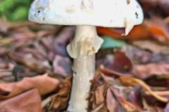 Pilz Fotografie im Photo-To-Art Stil. die kleinen Waldbewohner im Schatten des Unterholzes. Pilz Fotografie im Photo-To-Art Stil. die kleinen Waldbewohner im Schatten des Unterholzes.