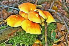 Pilz Fotografie im Photo-To-Art Stil. die kleinen Waldbewohner im Schatten des Unterholzes. Pilz Fotografie im Photo-To-Art Stil. die kleinen Waldbewohner im Schatten des Unterholzes.