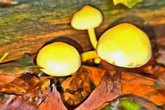 Pilz Fotografie im Photo-To-Art Stil. die kleinen Waldbewohner im Schatten des Unterholzes. Pilz Fotografie im Photo-To-Art Stil. die kleinen Waldbewohner im Schatten des Unterholzes.