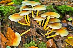 Pilz Fotografie im Photo-To-Art Stil. die kleinen Waldbewohner im Schatten des Unterholzes. Pilz Fotografie im Photo-To-Art Stil. die kleinen Waldbewohner im Schatten des Unterholzes.