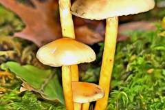 Pilz Fotografie im Photo-To-Art Stil. die kleinen Waldbewohner im Schatten des Unterholzes. Pilz Fotografie im Photo-To-Art Stil. die kleinen Waldbewohner im Schatten des Unterholzes.