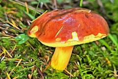 Pilz Fotografie im Photo-To-Art Stil. die kleinen Waldbewohner im Schatten des Unterholzes. Pilz Fotografie im Photo-To-Art Stil. die kleinen Waldbewohner im Schatten des Unterholzes.
