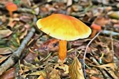 Pilz Fotografie im Photo-To-Art Stil. die kleinen Waldbewohner im Schatten des Unterholzes.
