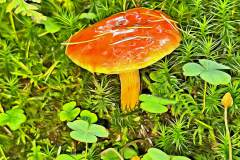 Pilz Fotografie im Photo-To-Art Stil. die kleinen Waldbewohner im Schatten des Unterholzes. Pilz Fotografie im Photo-To-Art Stil. die kleinen Waldbewohner im Schatten des Unterholzes.