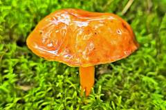 Pilz Fotografie im Photo-To-Art Stil. die kleinen Waldbewohner im Schatten des Unterholzes. Pilz Fotografie im Photo-To-Art Stil. die kleinen Waldbewohner im Schatten des Unterholzes.