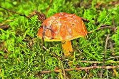 Pilz Fotografie im Photo-To-Art Stil. die kleinen Waldbewohner im Schatten des Unterholzes. Pilz Fotografie im Photo-To-Art Stil. die kleinen Waldbewohner im Schatten des Unterholzes.