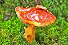 Pilz Fotografie im Photo-To-Art Stil. die kleinen Waldbewohner im Schatten des Unterholzes. Pilz Fotografie im Photo-To-Art Stil. die kleinen Waldbewohner im Schatten des Unterholzes.